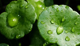 EXTRACT LIBRARY Centella Asiatica Clansing Water