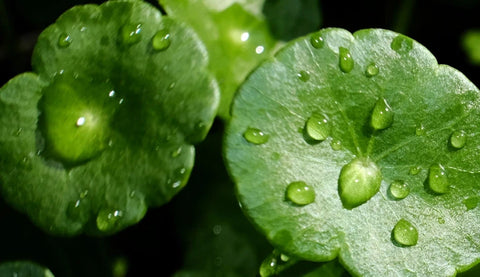 EXTRACT LIBRARY Centella Asiatica Clansing Water