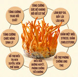 Cordyceps Militaris Jelly