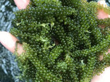 Tri Tin Salted Sea Grapes