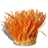 Cordyceps